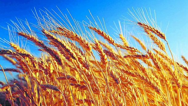 Wheat crop ready for harvest, close-up, Australia