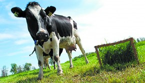 Imagen vaca_lechera_chilena_02