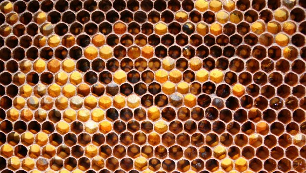 Food_Honey_honeycombs_036458_