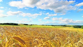 field-of-wheat-sky-summer