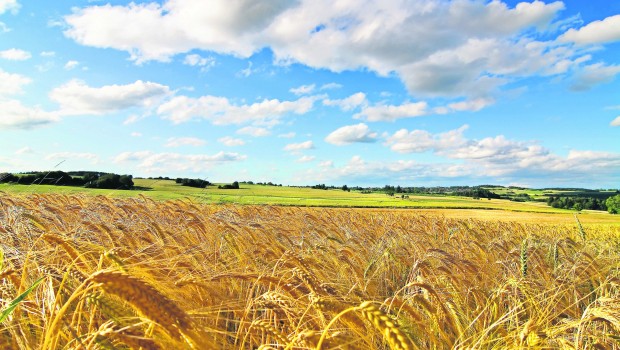 field-of-wheat-sky-summer