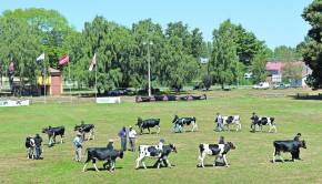 Imagen Jura Holstein Friesian