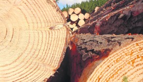Forestal 2 (1)