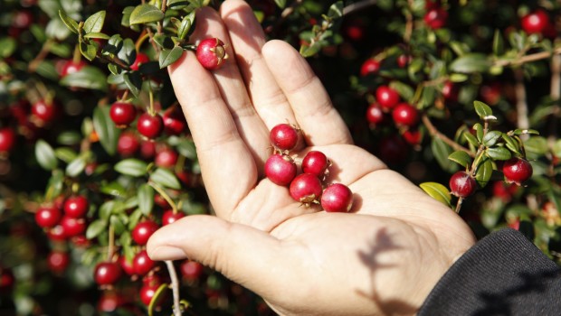 INIA ha puesto en el mercado dos variedades de murtilla South Pearl INIA y Red Pearl INIA, ambas patentadas en Estados Unidos