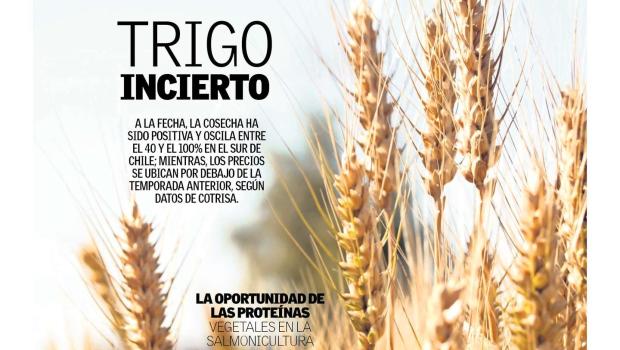 TRIGO PORTADA