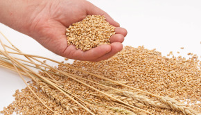 Grain of wheat in hands