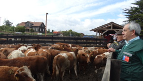 exportación de ganado a Turquía01