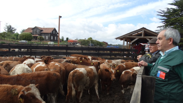 exportación de ganado a Turquía01