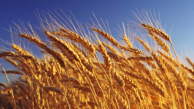 Wheat crop ready for harvest, close-up, Australia