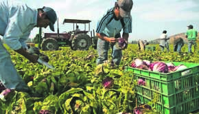 Cosecha de Radicchio en Los Aromos