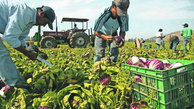 Cosecha de Radicchio en Los Aromos