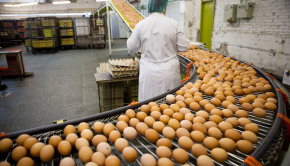 eggs production line