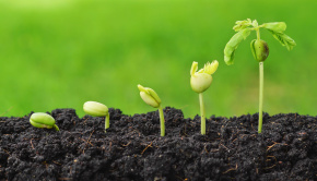 Sequence of seed germination on green background