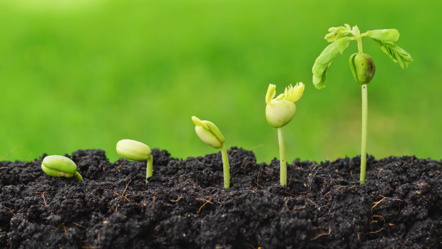 Sequence of seed germination on green background