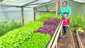 Producen baby hortalizas en Chiloé