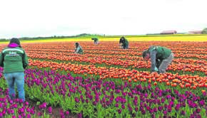 FLORES
