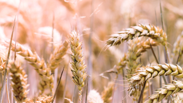 Closeup selective focus shot of a beautiful wheat field on a sunny day