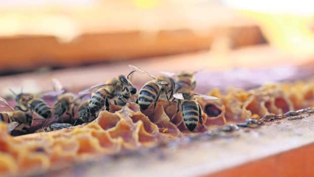 Apicultura Abejas Colmenas Miel Abeja Reina