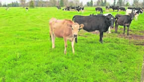 Imagen VACAS