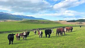 Imagen vacas de crane