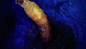 Larva de Drosophila suzukii en arándano (1) copia