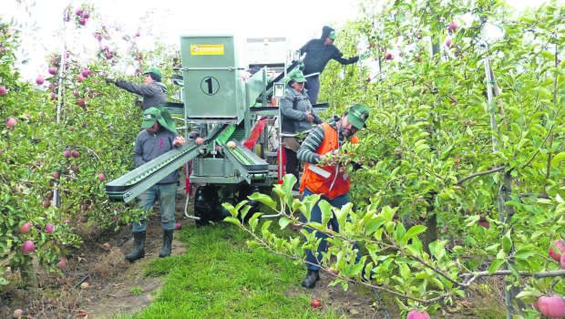 MANZANAS