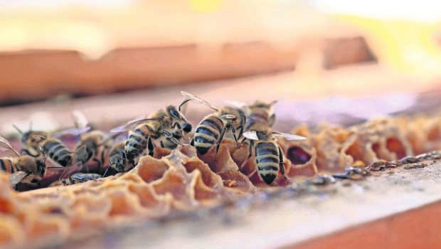 Apicultura Abejas Colmenas Miel Abeja Reina