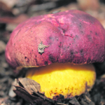 Boletus loyo