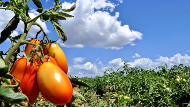 Cosecha tomate