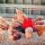 gallinas